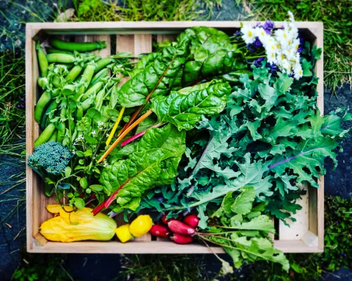 Sabrina's garden goodies